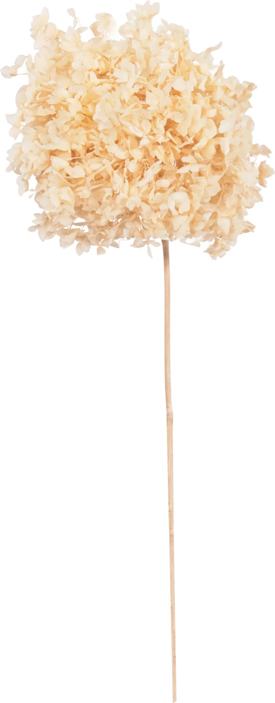 Dekorativni suhi cvet hortenzije FH7954 krem 55Hcm