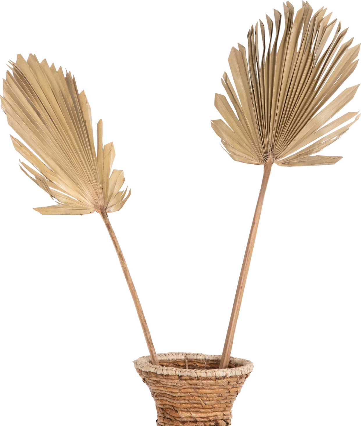 Stenska dekoracija FH7876 posušeni list palme v naravni barvi 30x102x3 cm