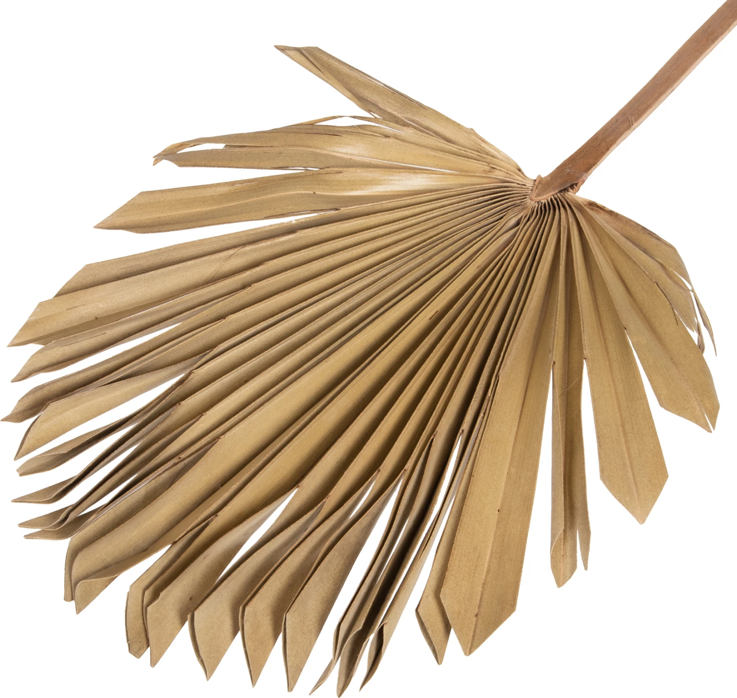 Stenska dekoracija FH7876 posušeni list palme v naravni barvi 30x102x3 cm