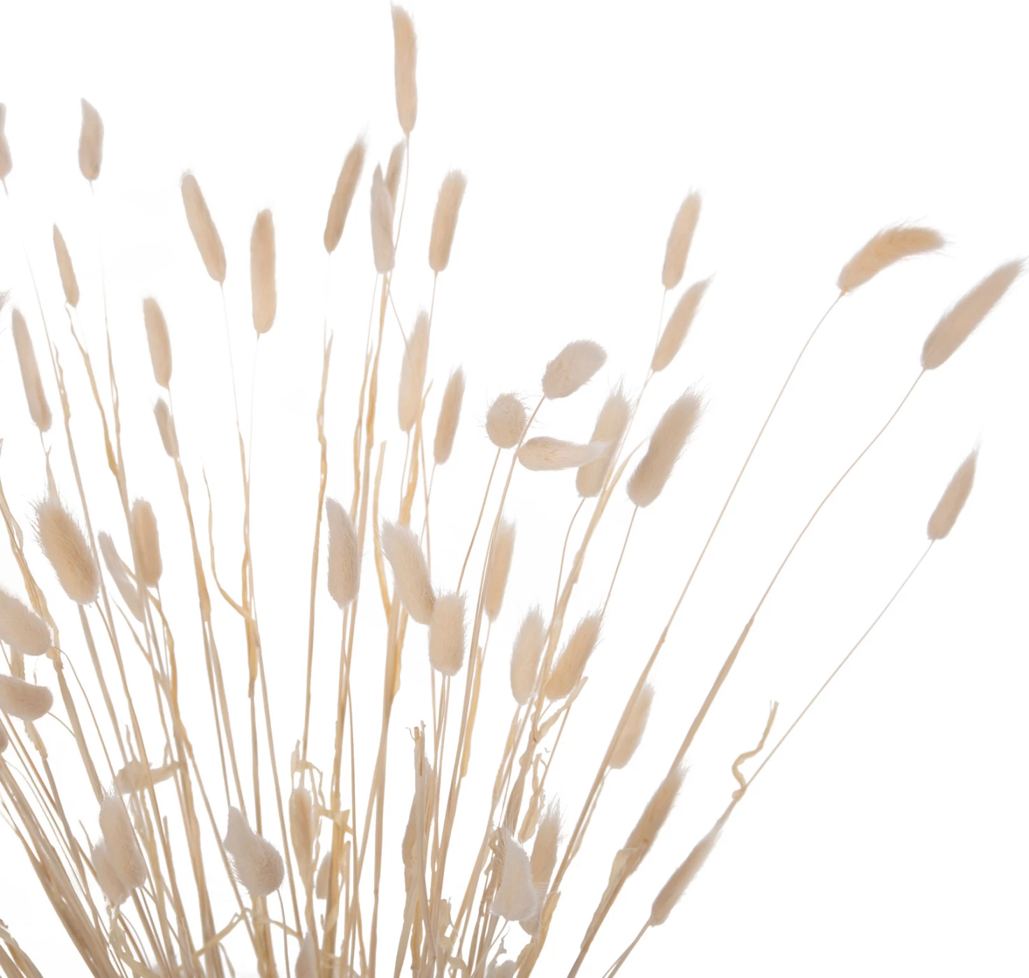 Dekorativni suhi šopek zajčji rep FH7959 krem 76Hcm