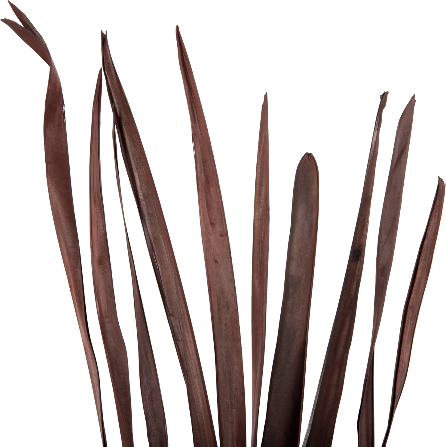 Dekorativni šopek iz posušenih listov meča FH7965 10 kosov rjavi 120H cm