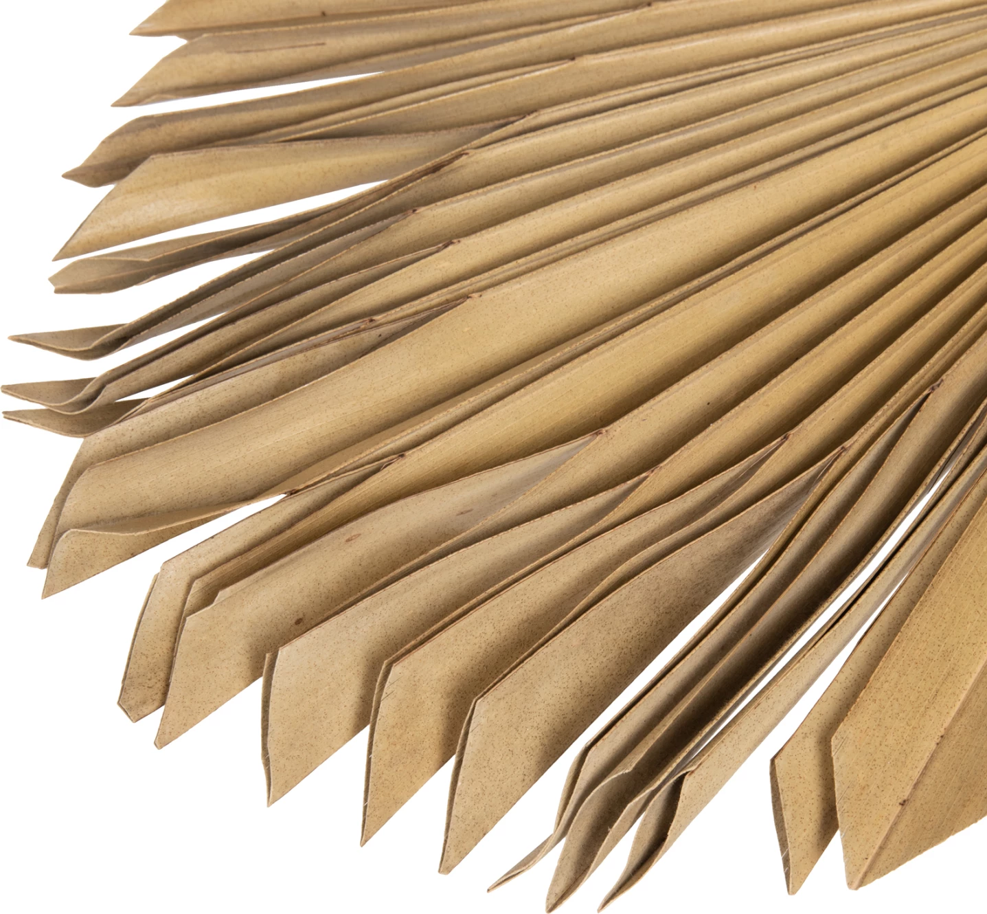 Stenska dekoracija FH7876 posušeni list palme v naravni barvi 30x102x3 cm