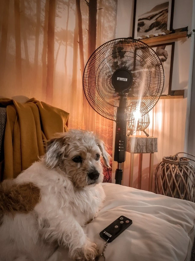 Stoječi ventilator 16"/40 cm, črn, N'OVEEN F455