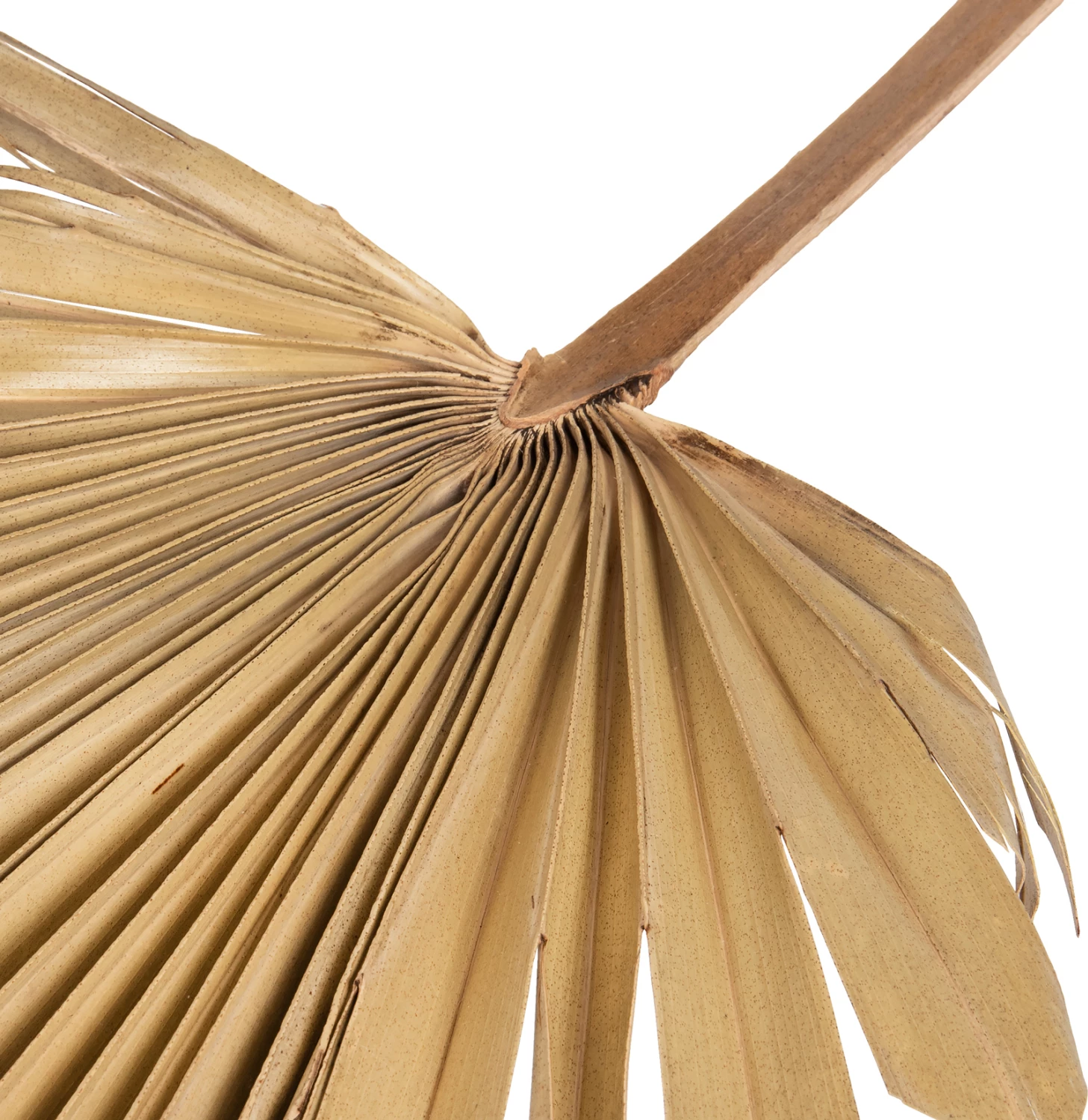 Stenska dekoracija FH7876 posušeni list palme v naravni barvi 30x102x3 cm