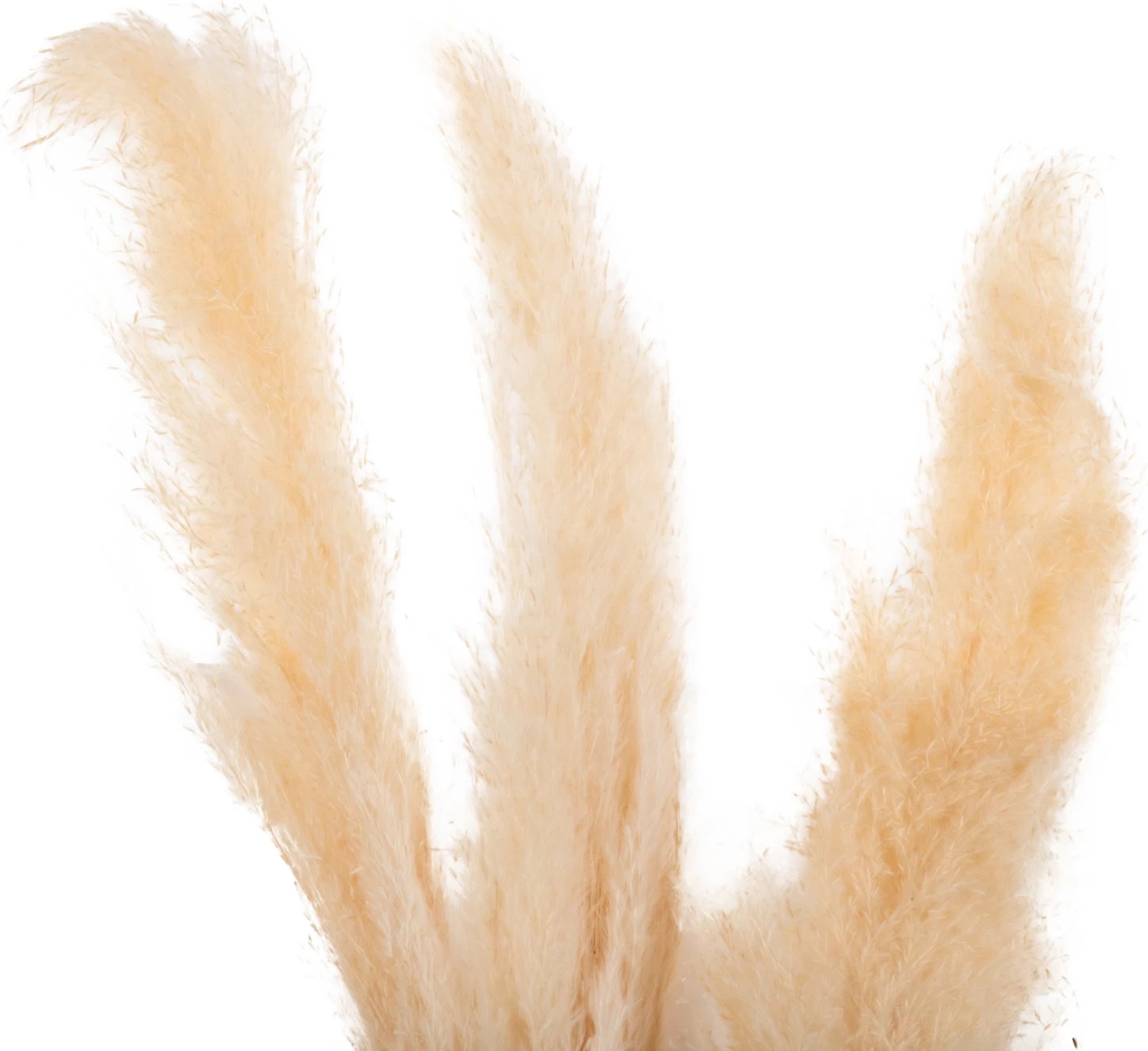 Dekorativni suhi trst 3 kosi FH7961 bel 140H cm