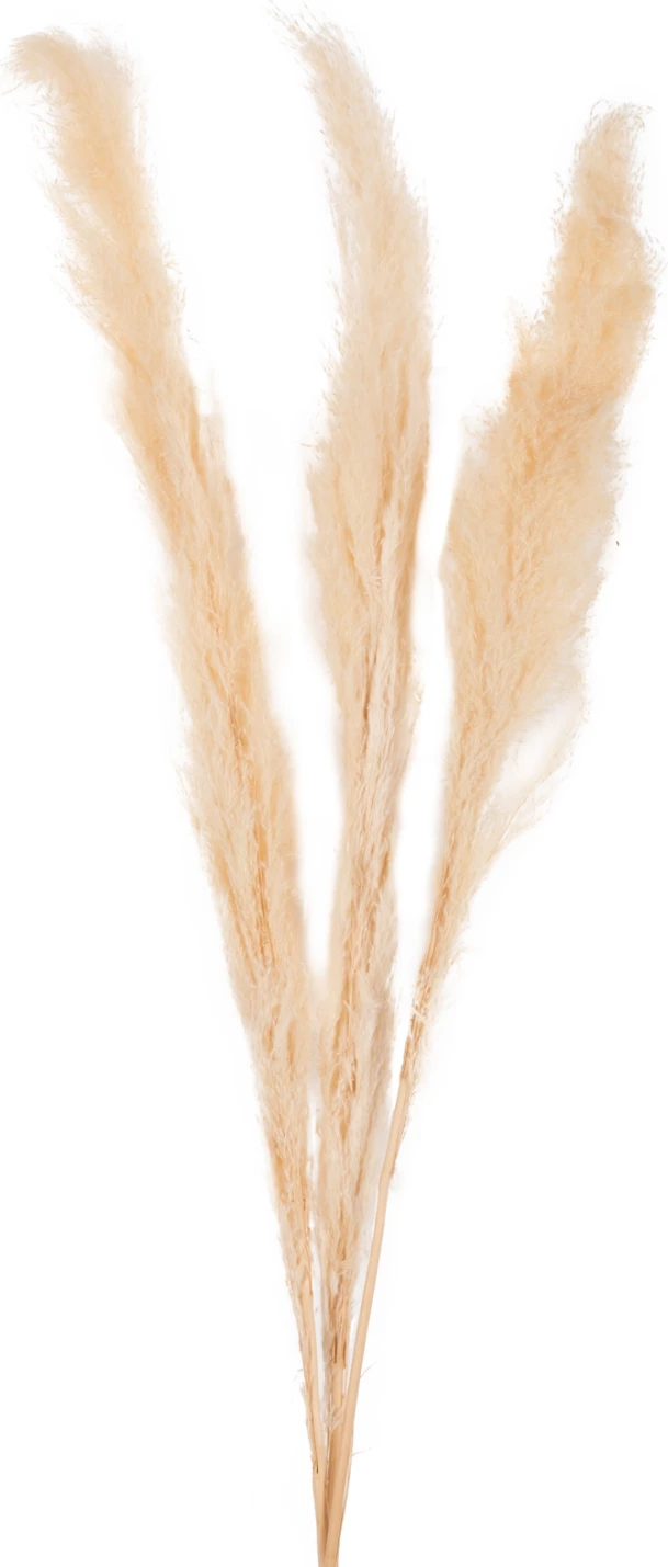 Dekorativni suhi trst 3 kosi FH7961 bel 140H cm