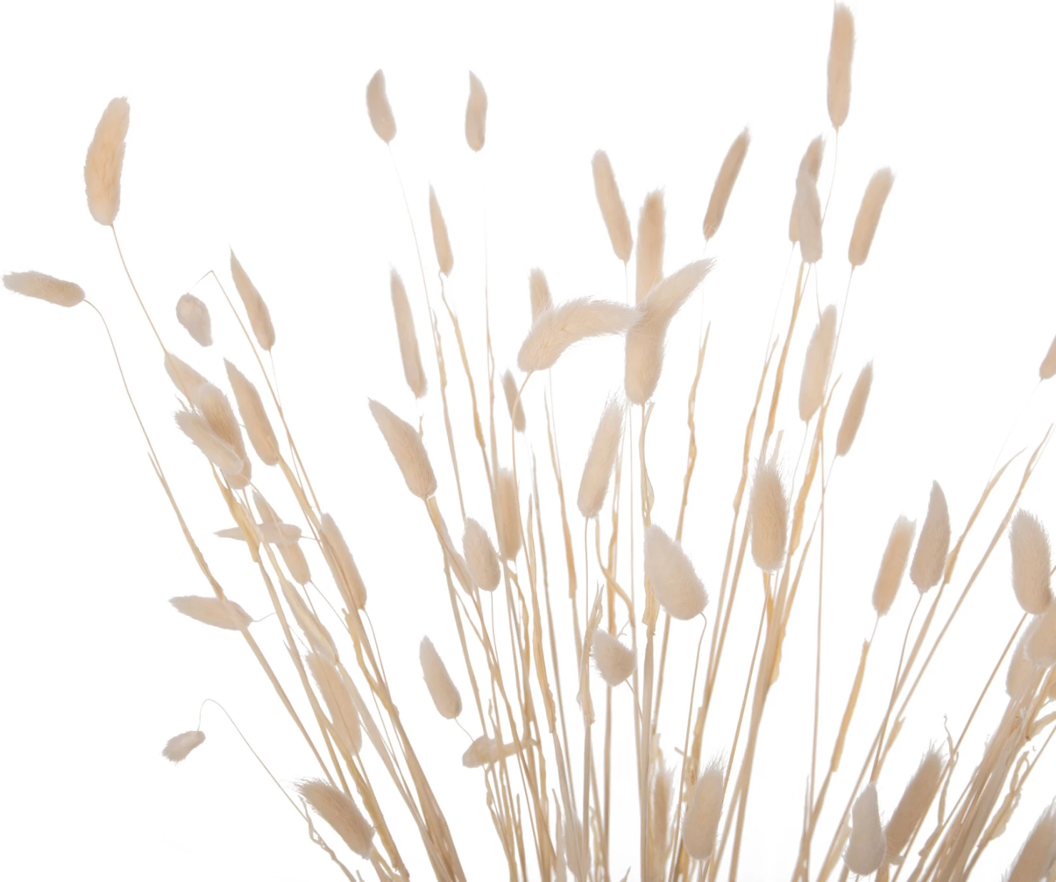 Dekorativni suhi šopek zajčji rep FH7959 krem 76Hcm