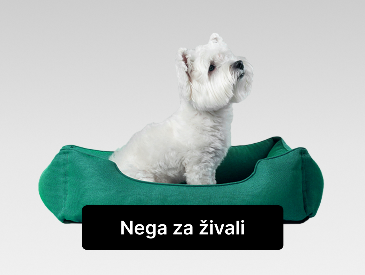 kujdesi per kafshe