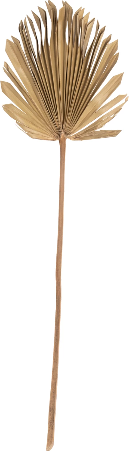 Stenska dekoracija FH7876 posušeni list palme v naravni barvi 30x102x3 cm